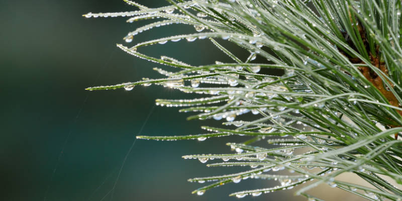 AURO Blog über Naturfarben, Holzpflege und ökologische Wohnideen