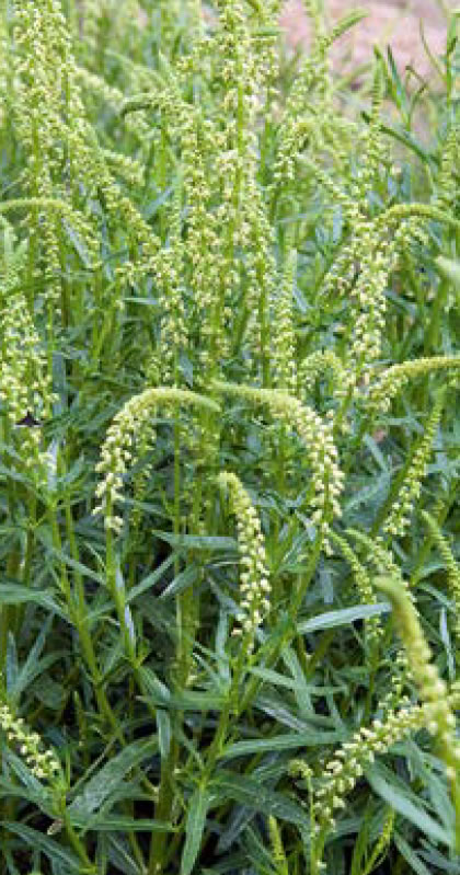 brosch-classic-edition-1-_31